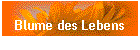 Blume des Lebens
